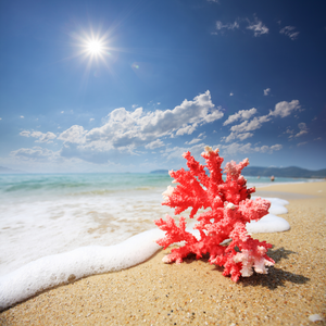 Coral Creativity