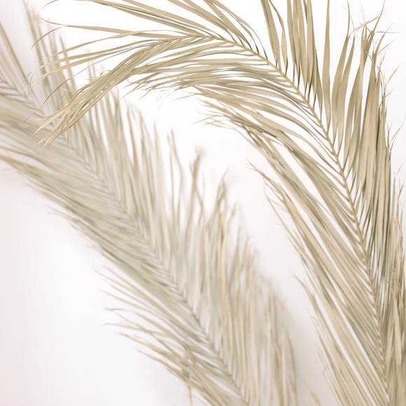 Image of two palm fronds, dried, in dusky pale brown colours